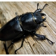 Lucanus cervus