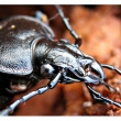 Carabus hortensis